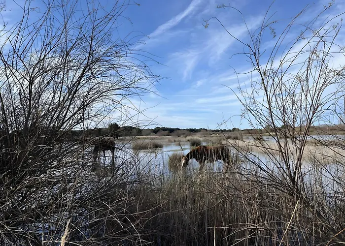 La Petite Maison Avec Palmier Сasa de vacaciones