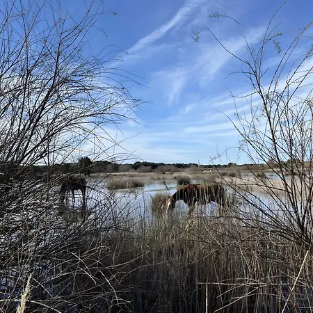 La Petite Maison Avec Palmier بيت للعطل